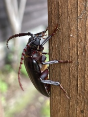 Prionus insularis