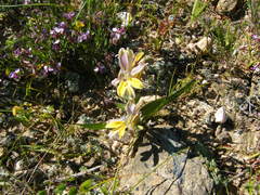 Babiana patula