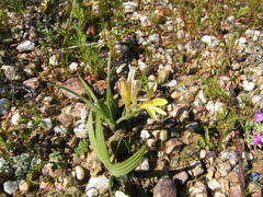Babiana patula