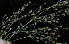Juncus nodatus