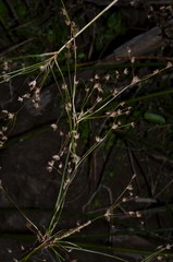 Juncus nodatus