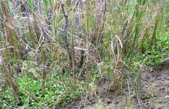 Juncus nodatus