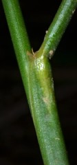 Juncus nodatus
