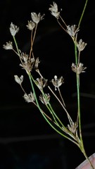 Juncus nodatus