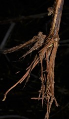 Juncus nodatus