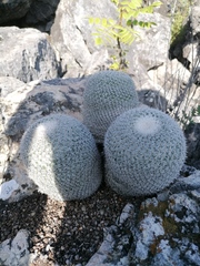Mammillaria albilanata