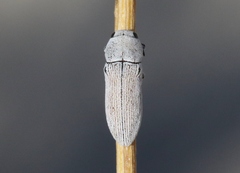 Acmaeodera barri