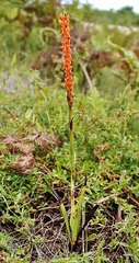 Disa chrysostachya