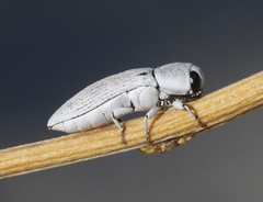 Acmaeodera barri