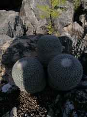 Mammillaria albilanata