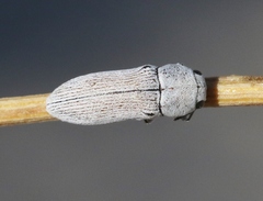 Acmaeodera barri