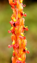 Disa chrysostachya