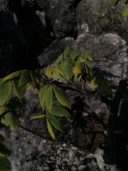 Bursera esparzae