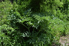 Prionosciadium thapsoides