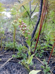 Satyrium bracteatum