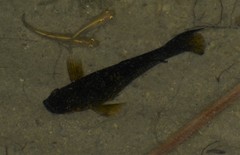 Dormitator maculatus