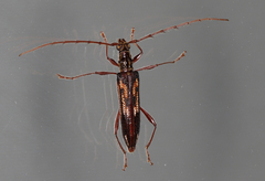 Coptocercus rubripes