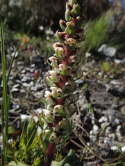 Satyrium bicallosum