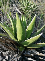 Agave kerchovei