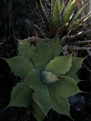 Agave kerchovei