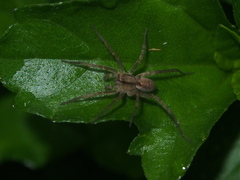Pardosa laura