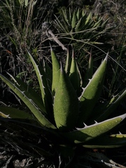 Agave kerchovei