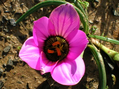 Romulea atrandra atrandra