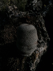 Mammillaria albilanata