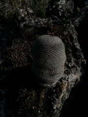 Mammillaria albilanata