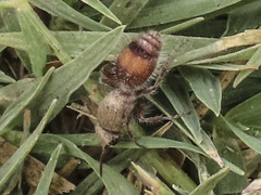 Dasymutilla monticola