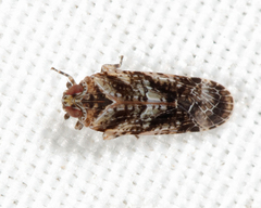 Catonia cinctifrons