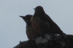 Geocolaptes olivaceus