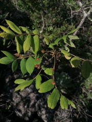 Bursera esparzae