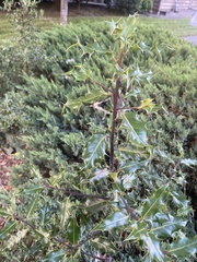 Ilex aquifolium