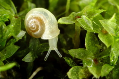 Vallonia pulchella