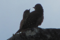 Geocolaptes olivaceus