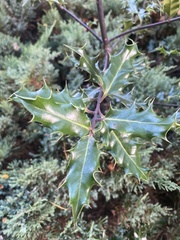 Ilex aquifolium