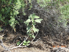 Horsfordia newberryi