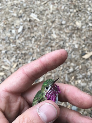 iNaturalist observation photo of Calliope Hummingbird