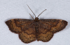 Leptostales rubromarginaria