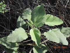 Horsfordia newberryi