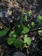 Bauhinia lunarioides