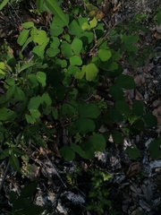 Bauhinia lunarioides
