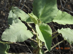 Horsfordia newberryi