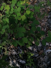 Bauhinia lunarioides