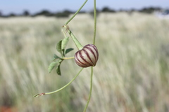 Merremia verecunda