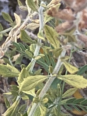 Salvia yangii