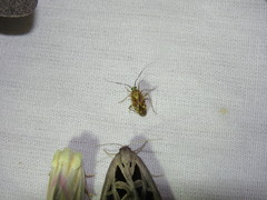 Taedia marmorata
