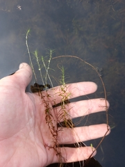 Callitriche hermaphroditica