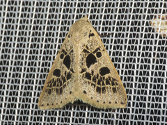 Herminodes atrosignata